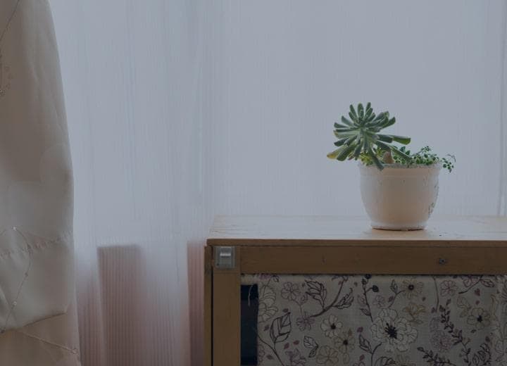 succulent plant sitting on a table by sunny window